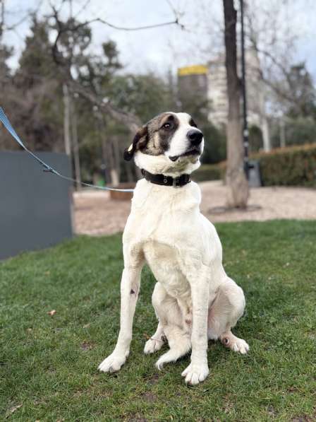 Невероятная собака Азик в самые добрые руки в Москве фото 5