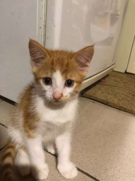 Отдадим котят в добрые руки в Бийске фото 6