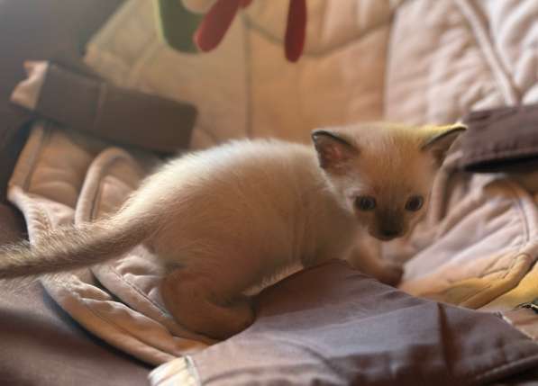 Сиамский котенок в Туле фото 4