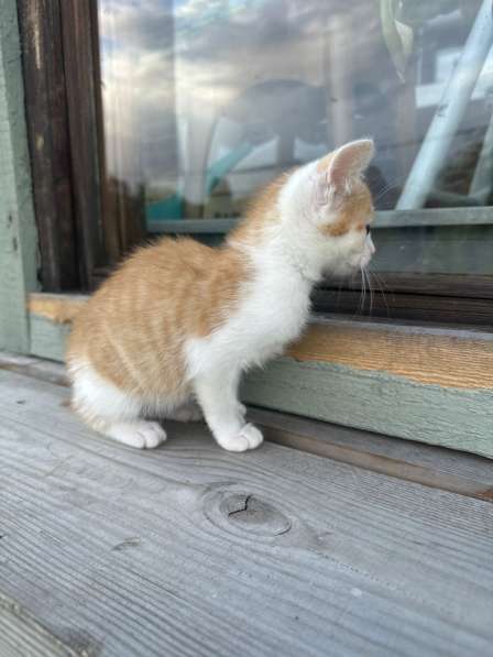 Милый котёнок Драго в добрые руки в Москве