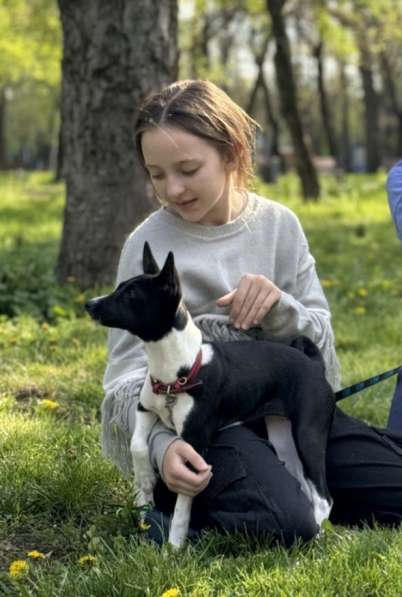 Basenji. Басенджи. Щенок. Puppy