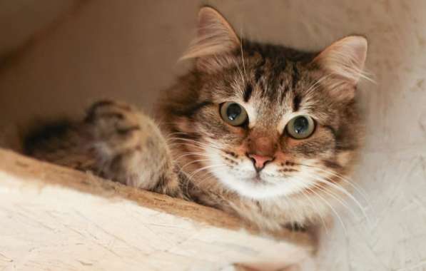 Пушистый красавиц кот Степан в добрые руки