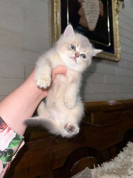 Кошки на продаже в Грозном фото 7