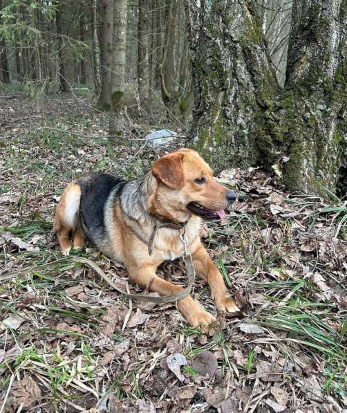 Очаровательная мини-рыжуля Лола ищет дом в Москве фото 6