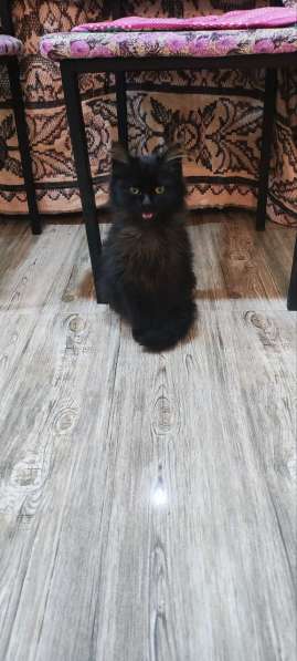 Отдадим в хорошие руки в фото 5