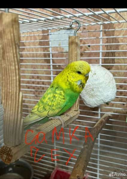 Волнистые попугаи в Калининграде фото 12