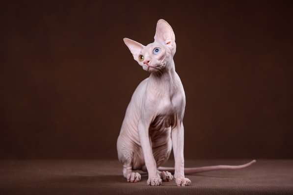 Питомник канадских сфинксов, эльфов, бамбино в Самаре фото 10