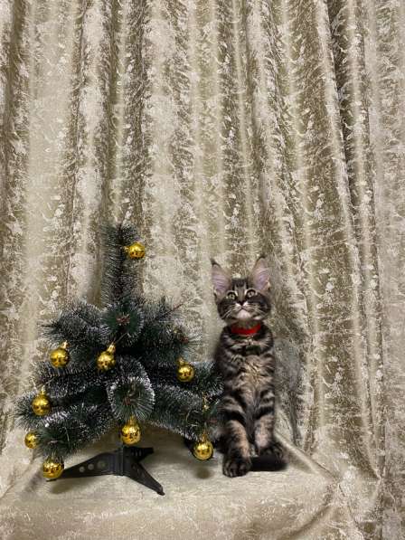 Котята породы мейн-кун в Челябинске фото 3