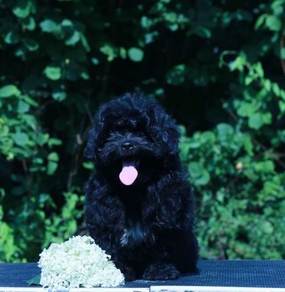 Мальтипу Ф1 щенки девочки в Москве фото 3