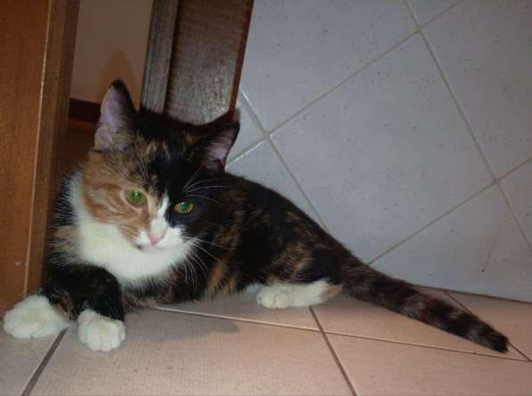 Трехцветный котенок Умка в добрые руки в Москве