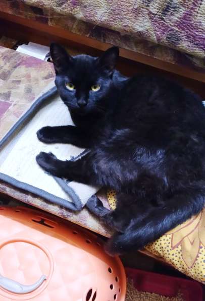 Благородный черный принц