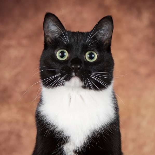 Кошечка Майя ищет семью