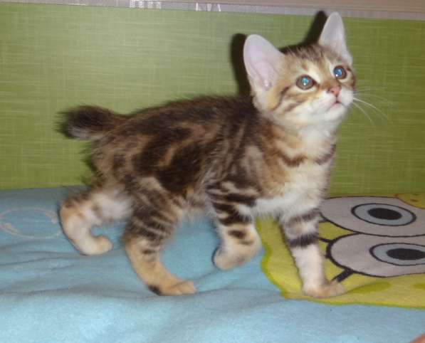 Котенок порода Курильский бобтейл в Москве фото 31