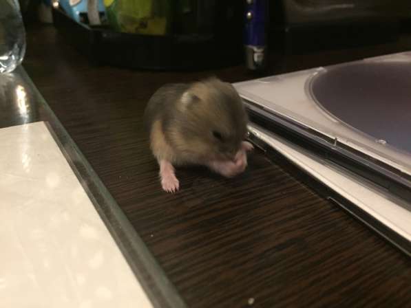 Джунгарские хомяки в Санкт-Петербурге фото 3