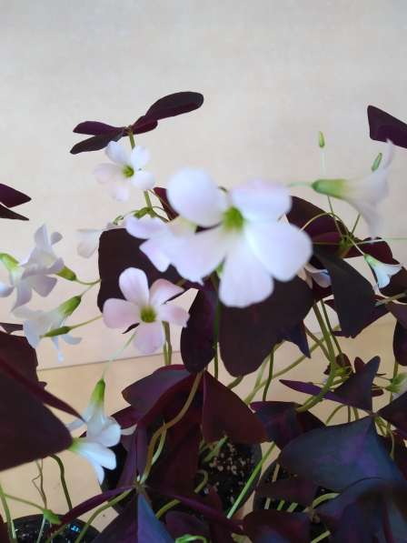 Оксалис Oxalis triangularis Cupido (кислица)