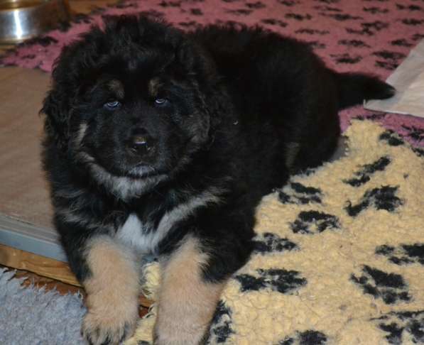 Тибетский мастиф - лучший страж на территории в Москве фото 24