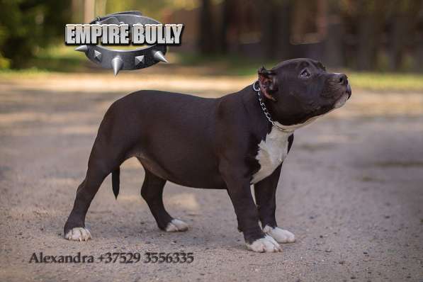 Американский булли. Щенки в фото 13