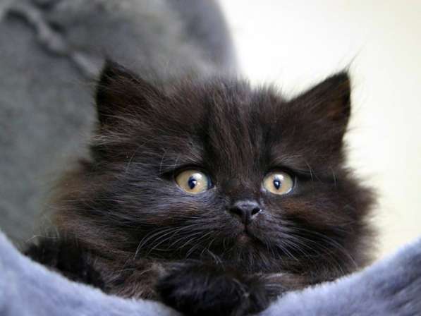 Черный котенок Сибирской породы, мальчик