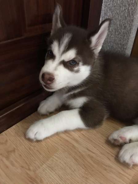 Сибирская хаски в Белгороде фото 5