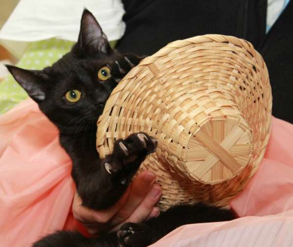 Котик Арни — самый обаятельный и привлекательный. В дар в Калуге фото 6
