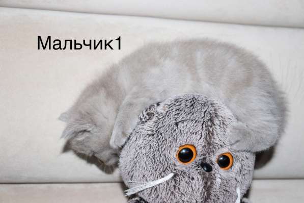 Британские мраморные котята табби в Красноярске фото 9