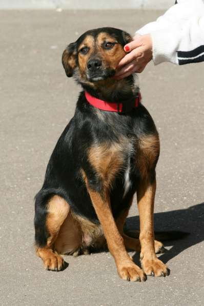 Марфа - семейная собака в добрые руки! в Москве