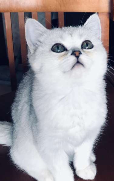 Британская кошечка