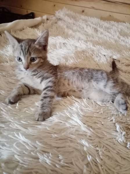 Котята в дар в Липецке фото 8