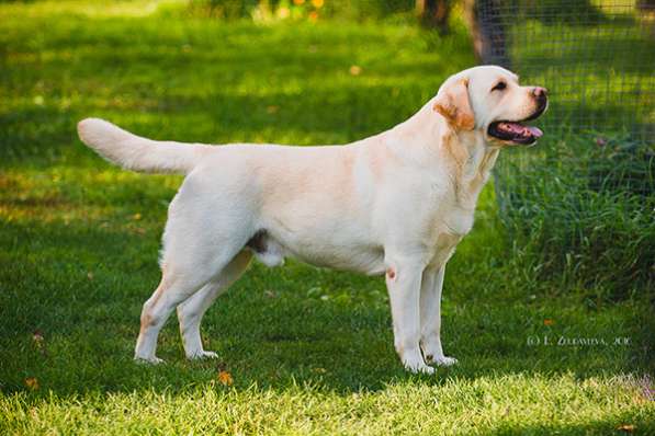 Щенки лабрадора из питомника в Белгороде фото 9