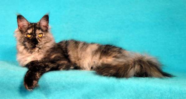 Апельсинки к Новому Году в Рязани фото 45