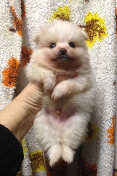 Померанский шпиц в Крымске фото 7