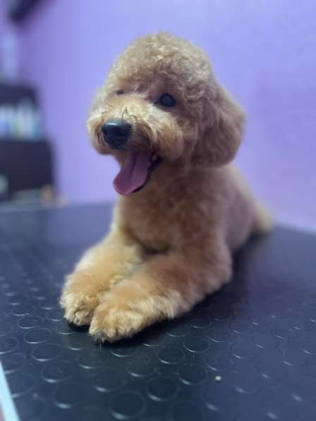 Пудель. Apricot в фото 3