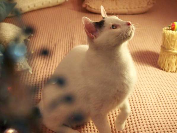 Особенный кот Тарас ищет доброе сердце! в Москве фото 5