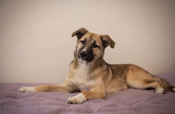 Рэксу очень нужен дом! в Москве фото 12