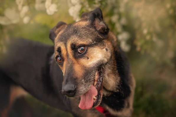 Ласка - дружелюбная, совершенно неконфликтная мудрая собака в Москве фото 14