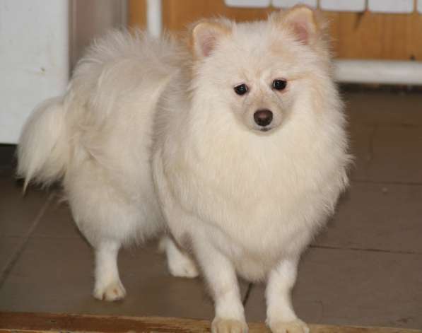 Щенки шпица в Раменское фото 40