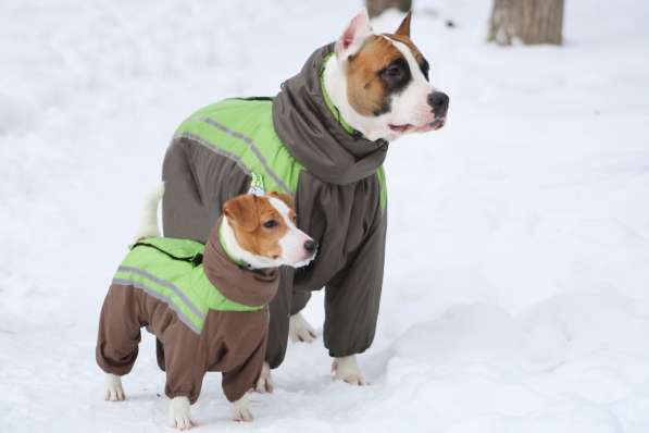 Индивидуальный пошив одежды для собак в Екатеринбурге