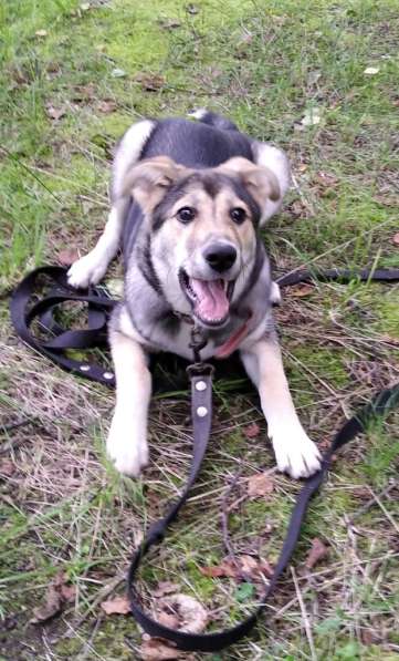 Тася в добрые руки в Ногинске фото 27