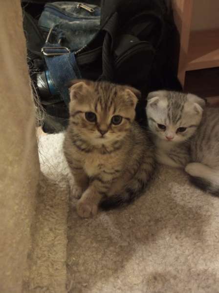 Продам шотландских чистокровных котят в Санкт-Петербурге фото 6