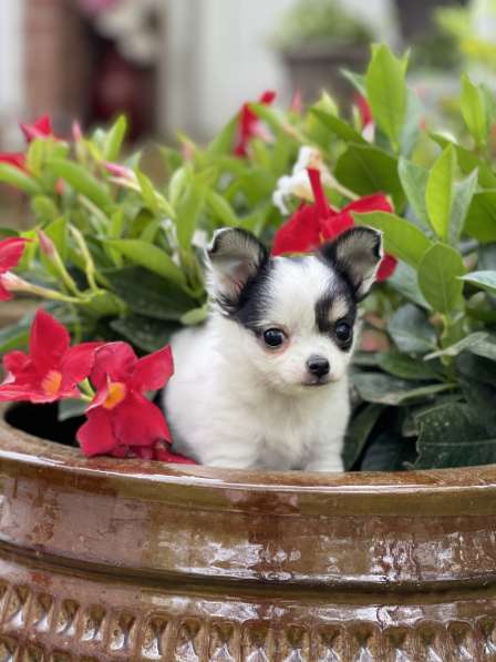 Chihuahua puppy boy в фото 6