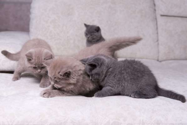 Британская голубая принцесса в Москве