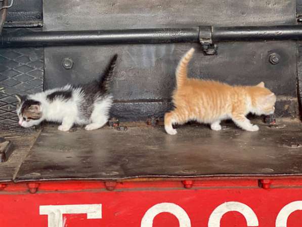 Маленькие солнышки, милые домашние котята в добрые руки в Москве фото 6