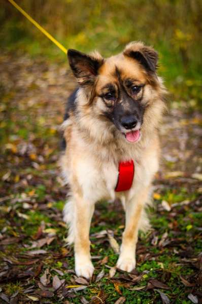 Веселушка Лизка в Москве фото 4