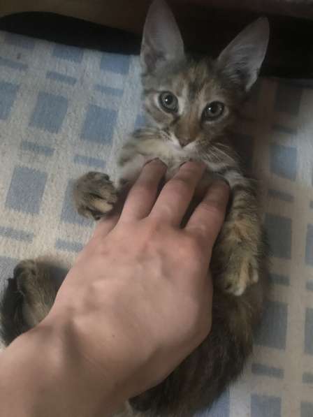 Отдаём полосатую кошечку котёнка в хорошие руки в Краснодаре фото 6