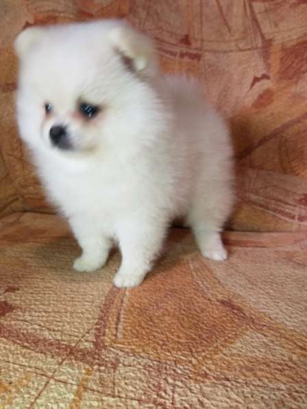 Шикарные щенки померанского шпица из питомника - медвежий ти в фото 7