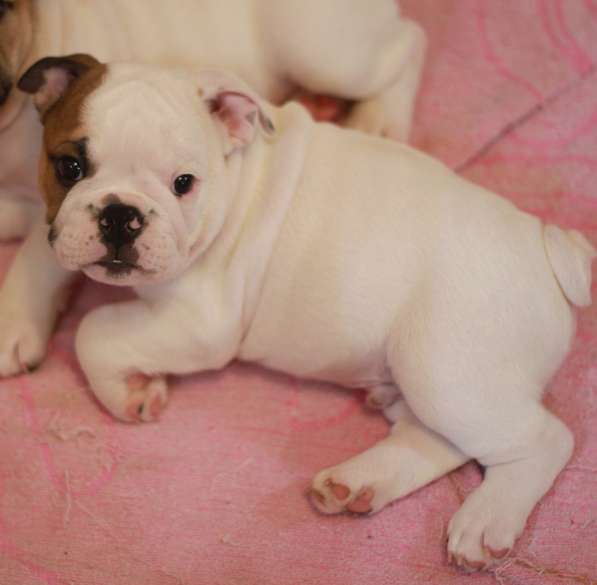 Щенки английского бульдога в Тюмени фото 10