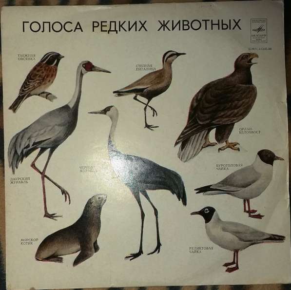 Пластинки с голосами разных птиц-2шт, в хорошем состоянии в фото 5