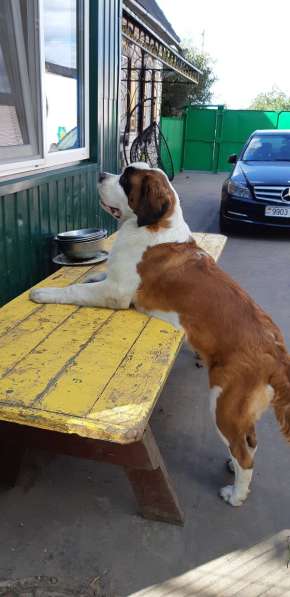 Щенки сенбернара в фото 28