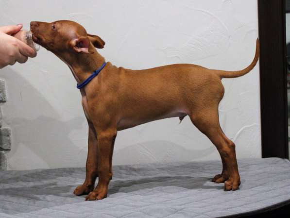 Продам щенков Чирнеко дель Этна в Нижнем Новгороде фото 6