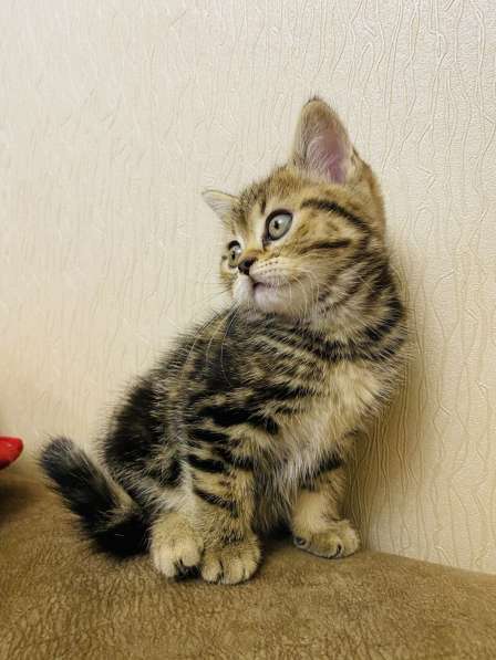 Шикарные шотландские котята в Симферополе фото 14